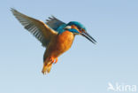 IJsvogel (Alcedo atthis)