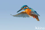 Kingfisher (Alcedo atthis)