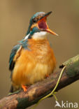 Kingfisher (Alcedo atthis)