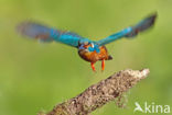 Kingfisher (Alcedo atthis)