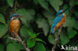 IJsvogel (Alcedo atthis)