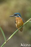 IJsvogel (Alcedo atthis)