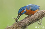 IJsvogel (Alcedo atthis)