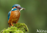 IJsvogel (Alcedo atthis)