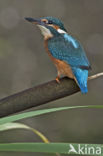 IJsvogel (Alcedo atthis)