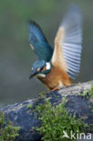 IJsvogel (Alcedo atthis)