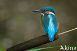 IJsvogel (Alcedo atthis)