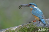 Kingfisher (Alcedo atthis)