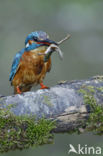 IJsvogel (Alcedo atthis)