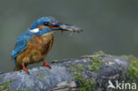 Kingfisher (Alcedo atthis)