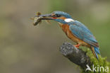 Kingfisher (Alcedo atthis)