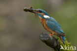 IJsvogel (Alcedo atthis)