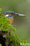 IJsvogel (Alcedo atthis)