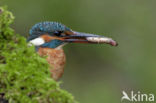 IJsvogel (Alcedo atthis)