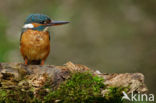 IJsvogel (Alcedo atthis)