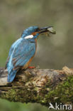 IJsvogel (Alcedo atthis)