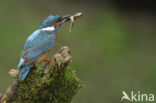 IJsvogel (Alcedo atthis)