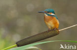 Kingfisher (Alcedo atthis)