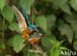 IJsvogel (Alcedo atthis)