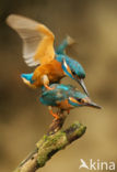 IJsvogel (Alcedo atthis)