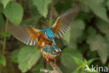 IJsvogel (Alcedo atthis)