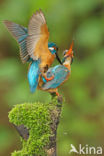 IJsvogel (Alcedo atthis)