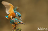 IJsvogel (Alcedo atthis)