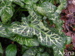 Italian Lords-and-Ladies (Arum italicum)