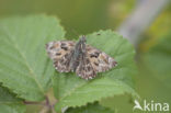 Mallow Skipper (Carcharodus alceae)