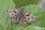 Mallow Skipper (Carcharodus alceae)