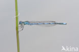 Damselfly (Erythromma lindenii)