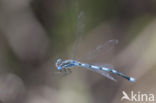 Damselfly (Erythromma lindenii)