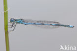 Damselfly (Erythromma lindenii)