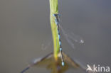 Damselfly (Erythromma lindenii)