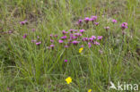 Karthuizer anjer (Dianthus carthusianorum) 