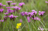 Carthusian Pink (Dianthus carthusianorum)