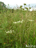 Karwijvarkenskervel (Peucedanum carvifolia) 