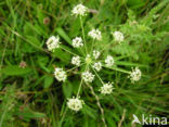 Karwijvarkenskervel (Peucedanum carvifolia) 