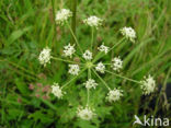 Karwijvarkenskervel (Peucedanum carvifolia) 