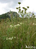 Karwijvarkenskervel (Peucedanum carvifolia) 