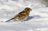 Brambling (Fringilla montifringilla)