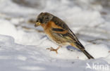 Brambling (Fringilla montifringilla)
