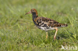 Ruff (Philomachus pugnax)