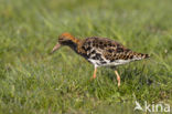 Ruff (Philomachus pugnax)