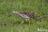 Ruff (Philomachus pugnax)