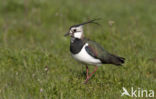 Lapwing (Vanellus vanellus)