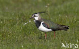 Lapwing (Vanellus vanellus)