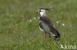 Lapwing (Vanellus vanellus)