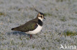 Lapwing (Vanellus vanellus)