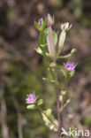 Venus s-looking-glass (Legousia hybrida)